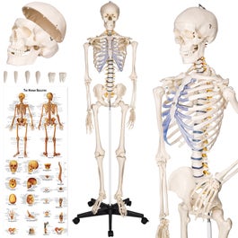 Anatomie skelet met spier- en bot markering