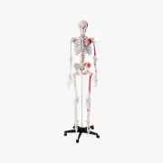 Anatomie skeletten