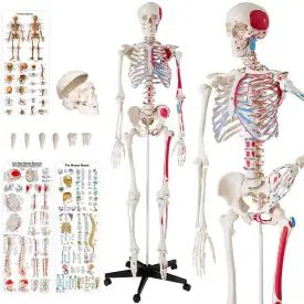 Menselijke anatomie skelet met spier- en bot markering